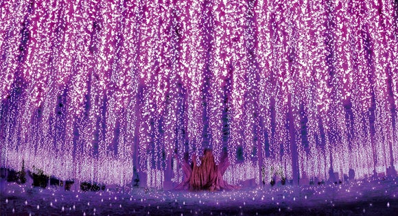 <新宿発・西船橋発> たっぷり2時間滞在!あしかがフラワーパーク・夢ライナー ~日本三大イルミネーション「光の花の庭」 と アウトレットでお買い物♪~1